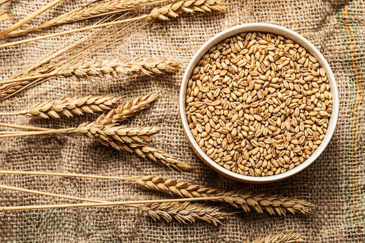 A bowl filled with wheat grains placed on a burlap surface, surrounded by wheat stalks.