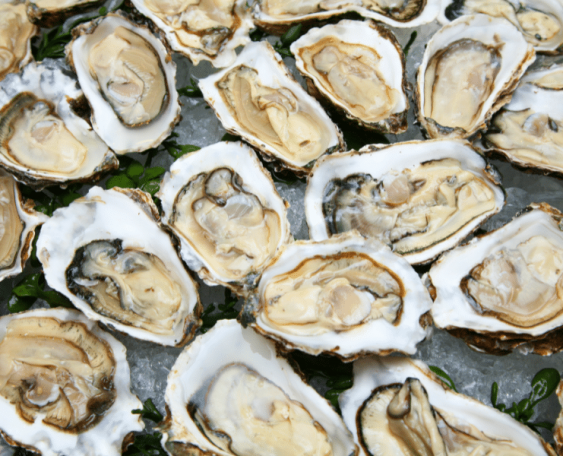 raw oysters